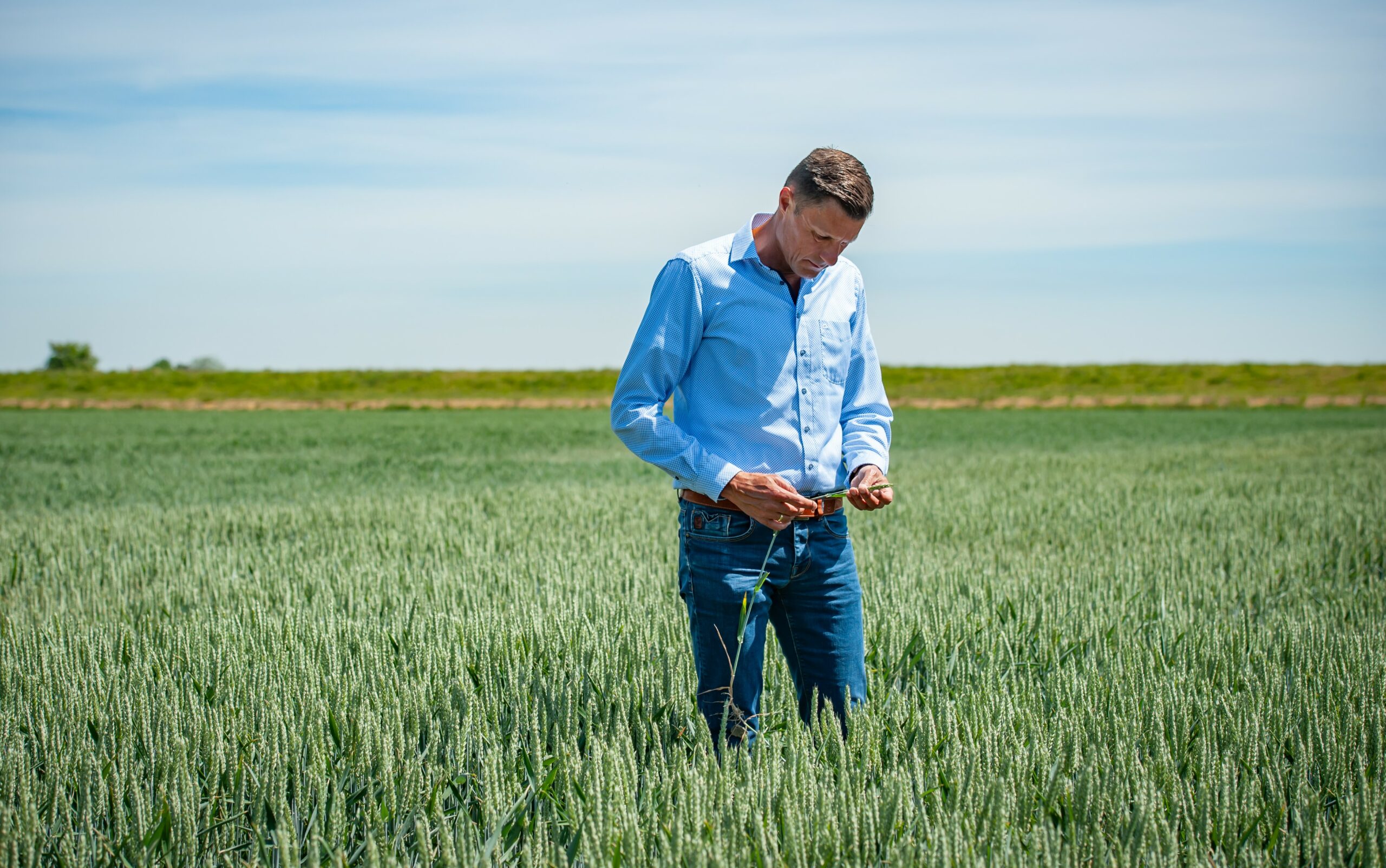 Royal Koopmans introduces Nedertarwe: sustainable wheat from Dutch soil  